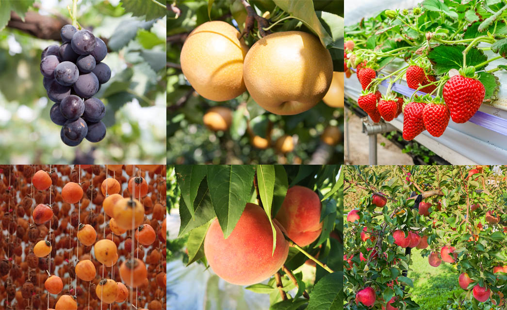 1639667388-thien-duong-trai-cay-fukushima-du-lich-nhat-ban