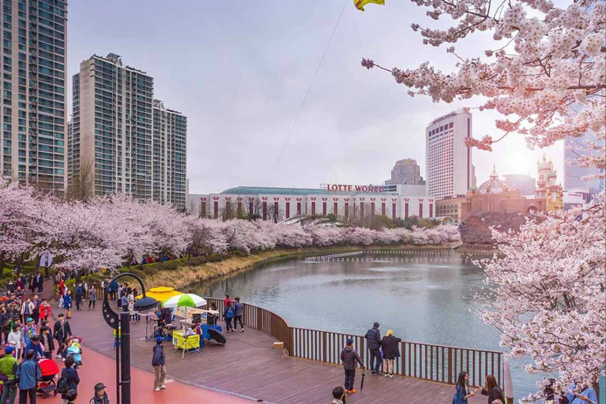 Hoa-Anh-Dao-tai-cong-vien-YEOUIDO