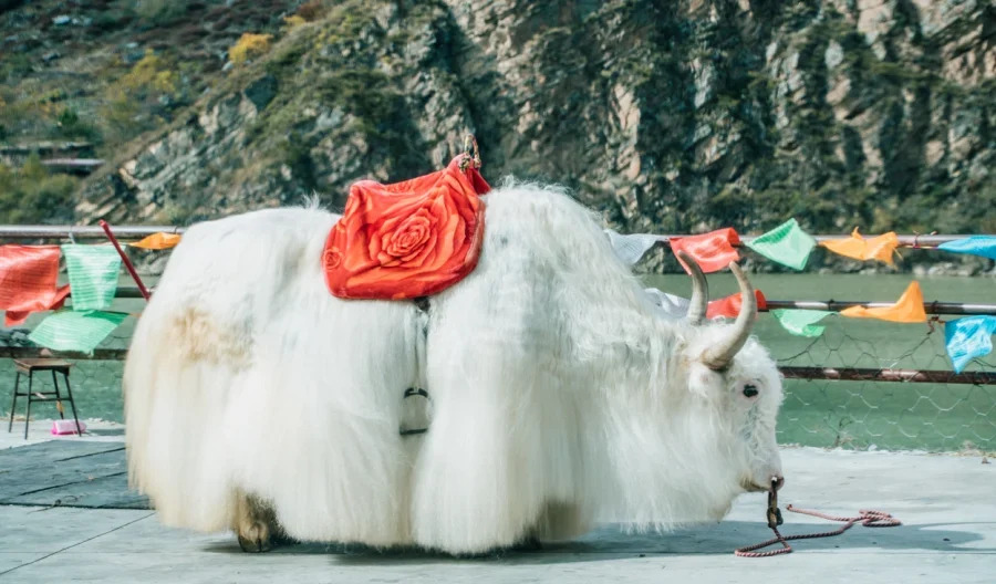 du-lich-cuu-trai-cau-e1715918491357