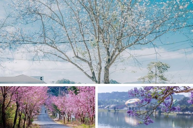 ĐÀ LẠT TRÀN NGẬP SẮC HOA