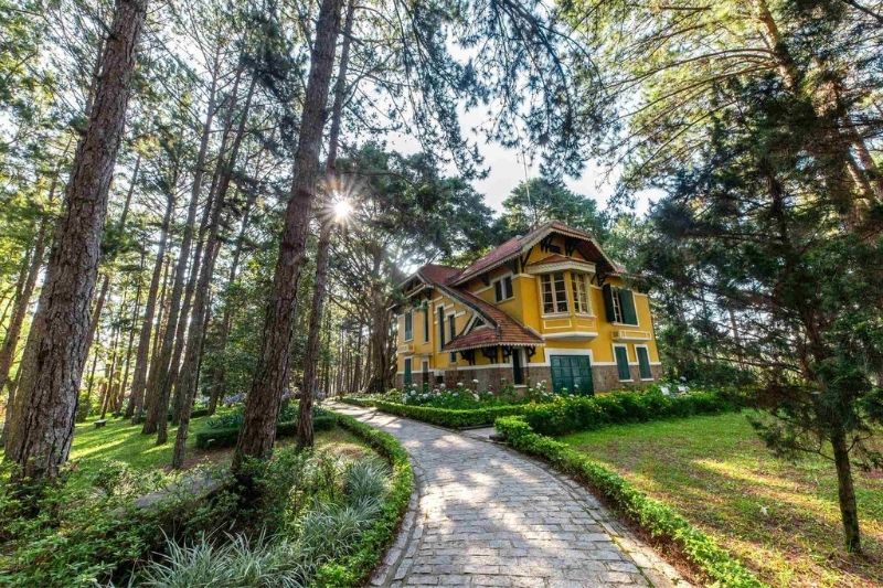 Cảnh rừng Thông Đà Lạt mộng mở, tĩnh lặng